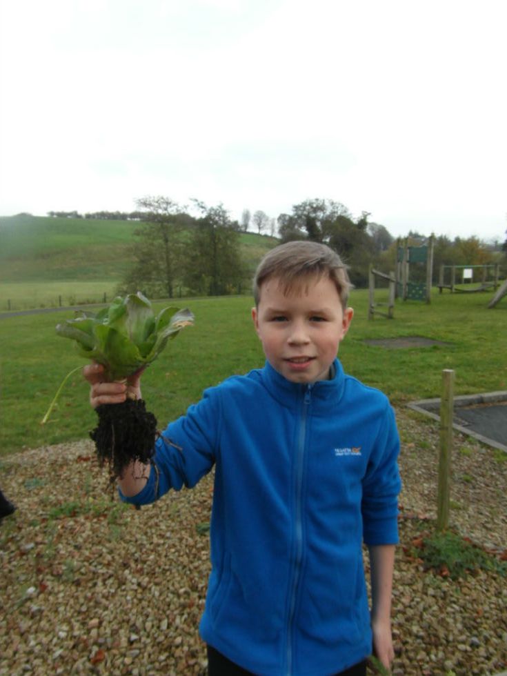 Harvest Time at St.Patrick's